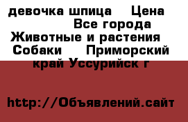 девочка шпица  › Цена ­ 40 000 - Все города Животные и растения » Собаки   . Приморский край,Уссурийск г.